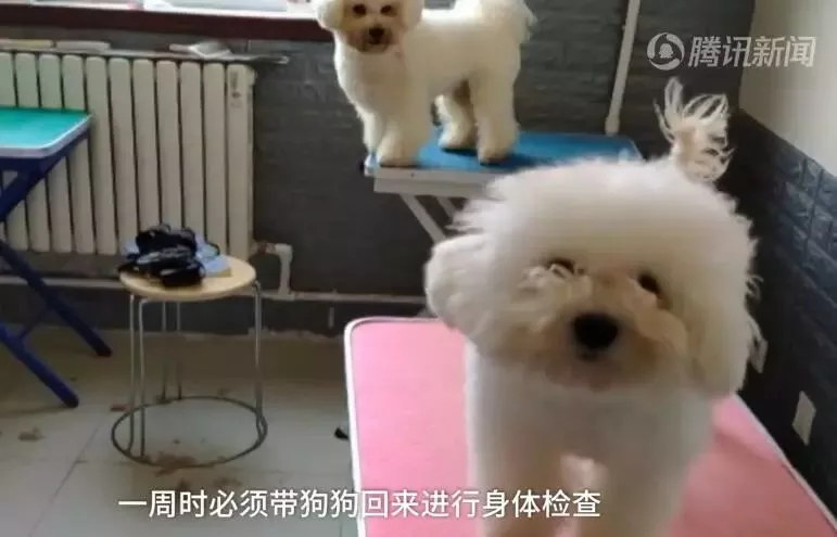 济南现共享宠物狗:养一天收费30元 不想养了就退