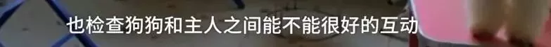 济南现共享宠物狗:养一天收费30元 不想养了就退
