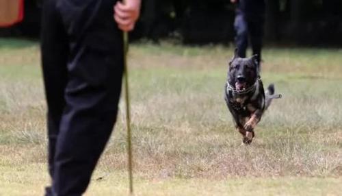 警犬放风翻垃圾被带走 救助夫妻涉盗窃被取保候审