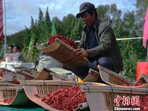 10月8日，青海省海西州政府召开新闻发布会披露，经中国国务院扶贫开发领导小组组织的第三方评估机构专项评估检查后同意，青海省海西蒙古族藏族自治州(“海西州”)8个贫困市(县、行委)、119个贫困村、1679户4633名贫困人口均达到了贫困县摘帽、贫困村退出、贫困人口脱贫的条件，贫困人口人均可支配收入达1.1万元(人民币)，率先在中国藏区以及青海省实现整体脱贫。资料图为青海省海西州格尔木市农民晾晒枸杞。<a target='_blank' href='http://www.chinanews.com/'>中新社</a>记者 孙睿 摄