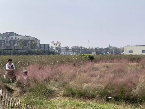 杭州又一花海沦陷:游客跳跃打滚 主播边踩踏边直播