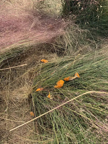 杭州又一花海沦陷:游客跳跃打滚 主播边踩踏边直播