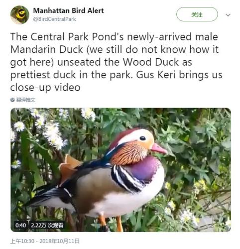 “曼哈顿观鸟通告”社交媒体账号截图。 点击进入下一页