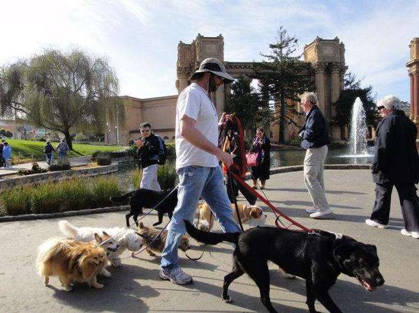 最严遛狗规定2 最严遛狗规定2