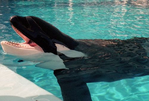 俄海港现上百个鲸鱼水槽 被困鲸鱼或将卖给水族馆