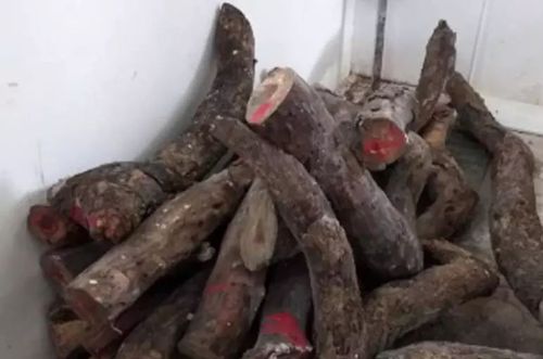 两棵枯树卖了1400多万 大妈懊恼:当柴火烧了好多