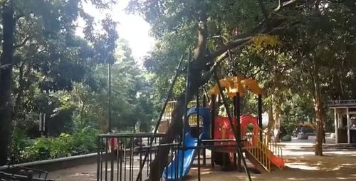 两棵枯树卖了1400多万 大妈懊恼:当柴火烧了好多