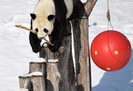 大熊猫迎来了又一个雪季