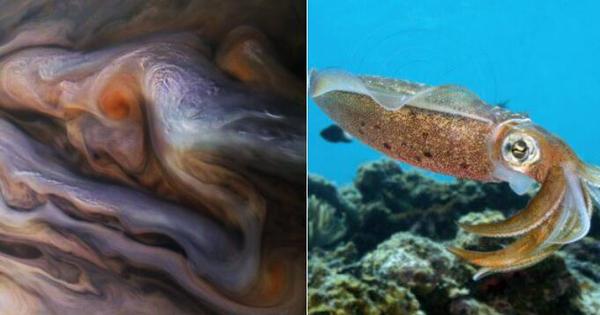 木星漩涡云中拍到神秘生物 网友:我看到了龙