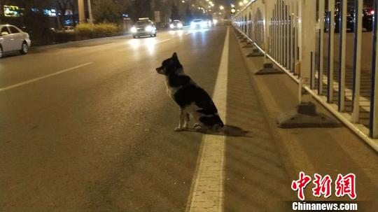 小狗路边蹲80天疑等待车祸身亡女主人已被领养