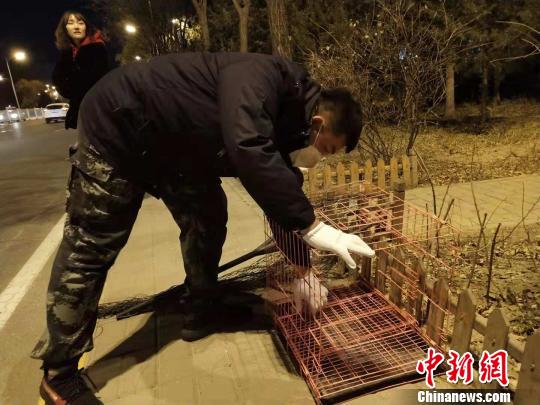 图为志愿者准备抓捕小狗的工具?！≌帕只?摄