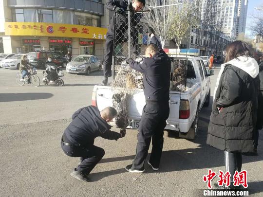 图为警方将小狗抓获?！×跹Х?摄