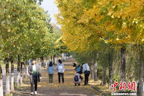 三峡宜昌现“落叶不扫”美景 黄余洋 摄 三峡宜昌现“落叶不扫”美景 黄余洋 摄