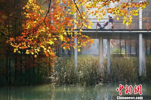 “落叶不扫”模式留住城市秋韵 黄余洋 摄 “落叶不扫”模式留住城市秋韵 黄余洋 摄