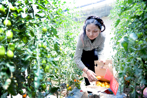 蔬菜大丰收 蔬菜大丰收