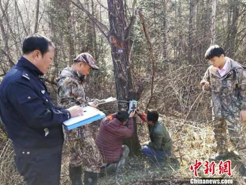 吉林天桥岭再现野生东北虎专家鉴定其已长期定居