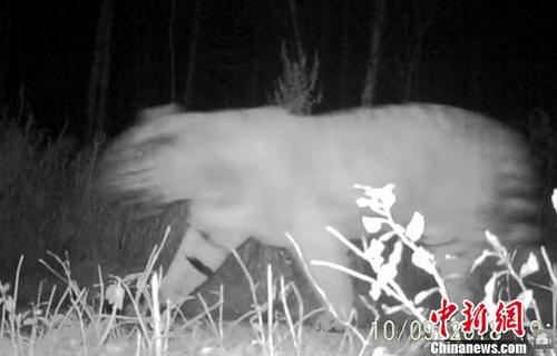 远红外相机拍摄到的东北虎影像 东北虎豹国家公园管理局天桥岭局供图 摄 远红外相机拍摄到的东北虎影像 东北虎豹国家公园管理局天桥岭局供图 摄