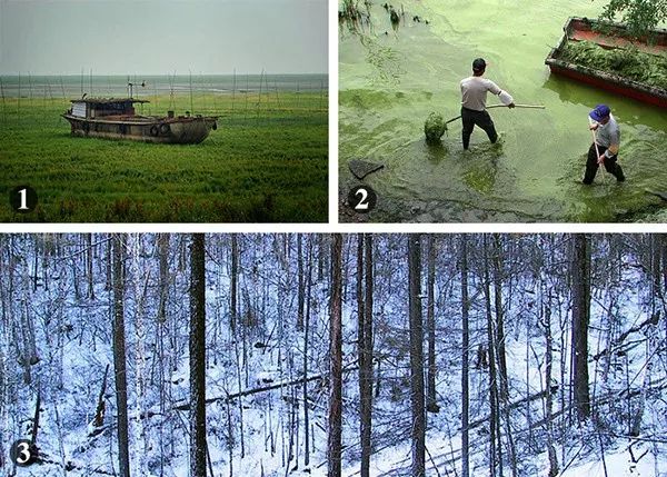 1：2011年，江西省新建县南矶乡，一艘大渔船搁浅在鄱阳湖湖底草坪上。2：2001年，工作人员在江苏无锡鼋头渚景区“围剿”太湖蓝藻。3：2002年，采伐后大兴安岭稀疏的森林。