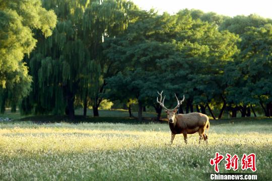 首届北京南海子文化论坛举办专家支招古苑文脉传承