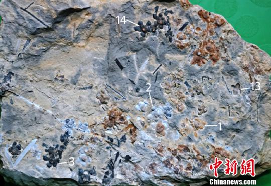 图为“南京花”的标本。　南古所 供图 摄