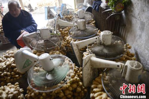 资料图：山西太原蔬菜批发市场，姜贩用多台电风扇风干新鲜潮湿的生姜。<a target='_blank' href='http://www.chinanews.com/'>中新社</a>发 韦亮 摄