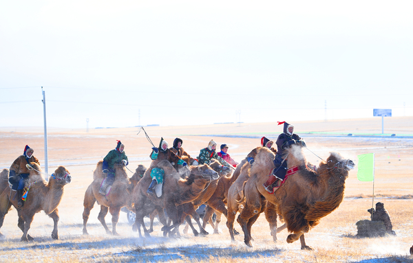 7、第十六届呼伦贝尔草原冰雪节赛骆驼比赛