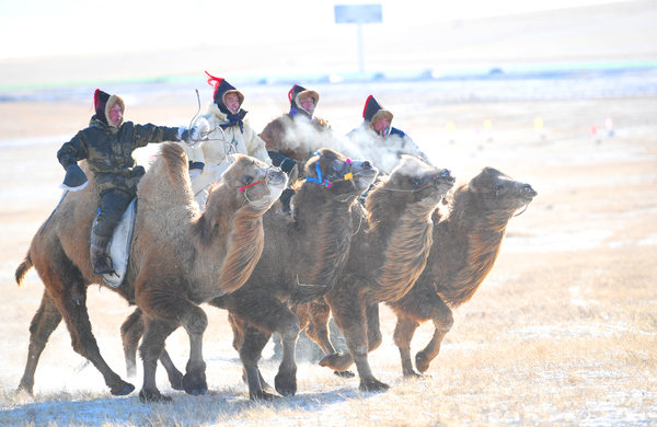 9.你追我赶的赛骆驼jpg