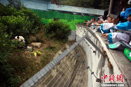 “粉丝”们与大熊猫明浜互动?！≈炝?摄