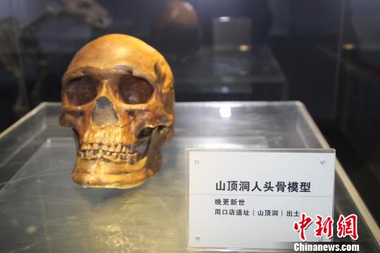 晚更新世的山顶洞人头骨模型?！⌒烨擅?摄