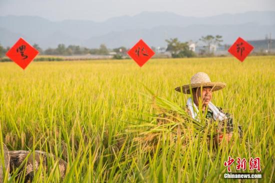 10月24日，浙江省丽水市莲都区碧湖镇道士(田本)，村民正在收割水稻。莲都地处瓯江中游，是浙江省丽水市唯一的市辖区。莲都生态优越，森林覆盖率77.5%。莲都产业绿色，初步走出了一条“绿水青山就是金山银山”绿色生态发展之路，创成全国休息农业和乡村旅游示范区、省农业社会化服务示范县、省农产品质量安全放心示范县等。<a target='_blank' href='http://www.chinanews.com/'>中新社</a>记者 陈冠言 摄