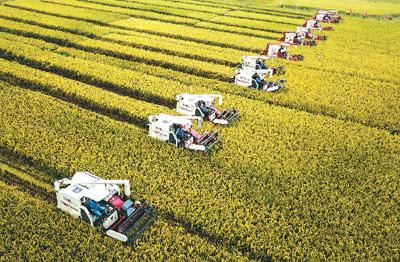 2018年9月20日，农民驾驶收割机在江苏省淮安市盱眙县黄花塘镇老营“虾稻共生”示范基地收获水稻。周海军摄(新华社发)