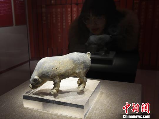 图为《金猪贺岁》展览，观众观看展品?！≈芤?摄