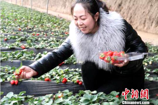 图为市民在大棚中采摘。(网络图) 钟欣 摄