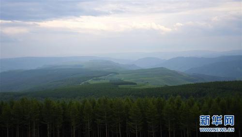 塞罕坝机械林?。?017年7月14日摄）。 新华社记者 王晓 摄