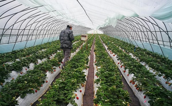 我国草莓产量稳居世界第一 我国草莓产量稳居世界第一