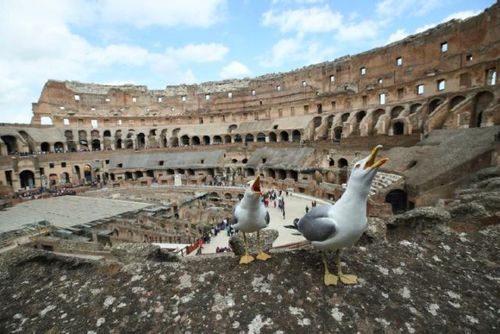 意大利古罗马斗兽场。新华社记者兰红光摄