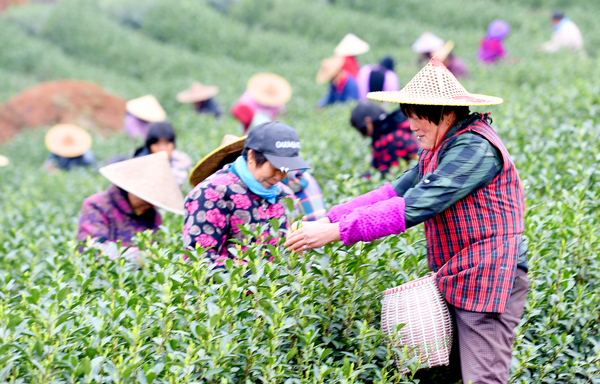 0016茶农采摘春茶 0016茶农采摘春茶