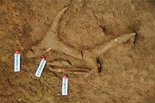 广东英德青塘遗址