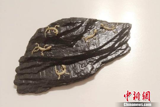 王文定编制的“最小”系列壁虎棕编作品?！≌乓?摄
