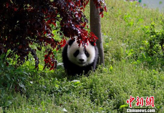 聚焦“三九大”四川文旅新口号和形象logo正式“出炉”