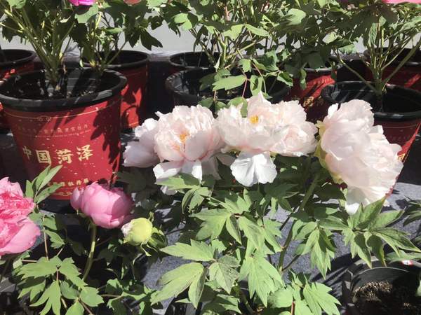 微信图片_20190430225638 微信图片_20190430225638