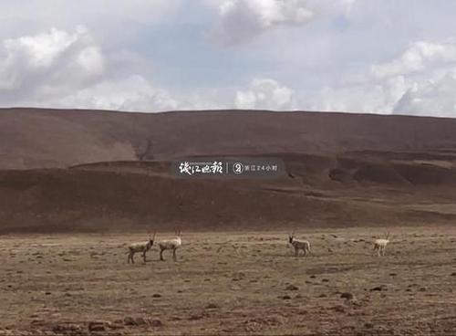 奇迹!小伙在羌塘无人区失联50天被找到 凭毅力存活