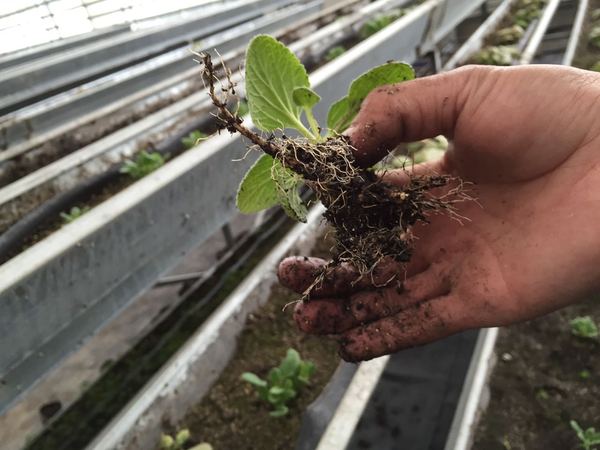 C20190508002-zx5 C20190508002-zx5