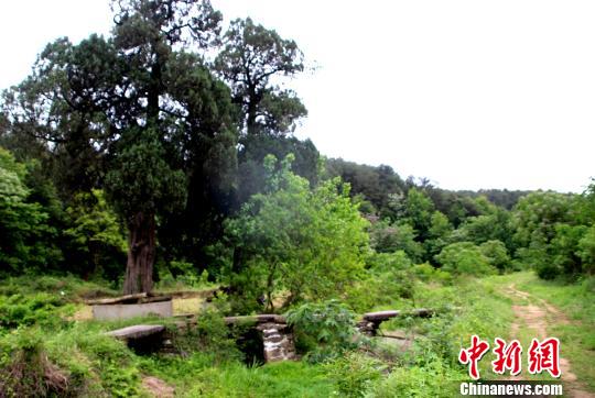 湖北孝昌发现清代光绪年间石板桥保存完好