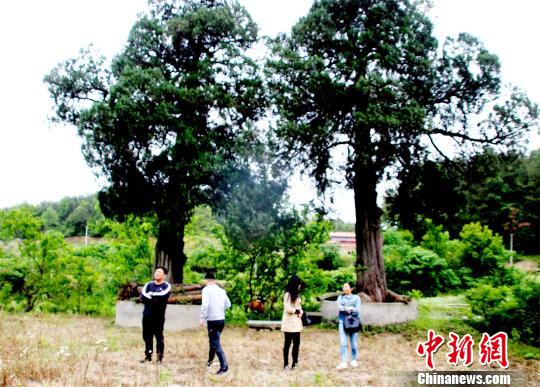 石板桥东面，生长着两棵树龄400年以上古柏树 宋俊初 摄