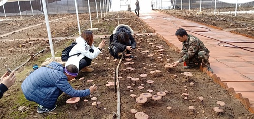 灵芝采摘大棚 - 复件 灵芝采摘大棚 - 复件