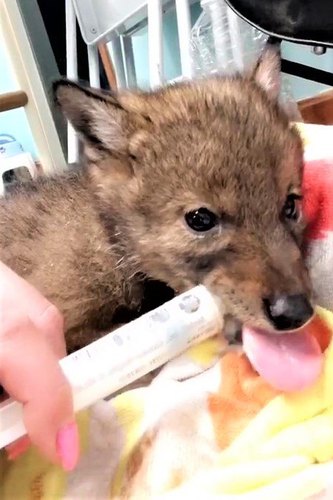 1557884350912766.jpg 60141301_2220831308000840_8237801544934752256_n.jpg