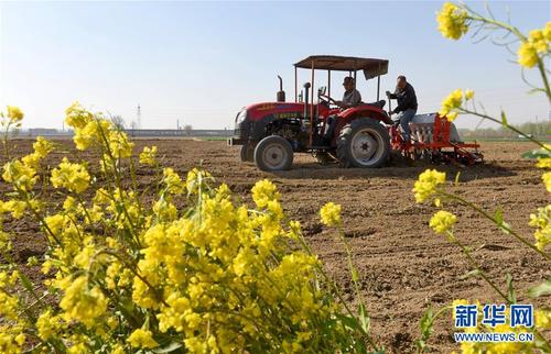 4月7日，河北省南和县三思乡东宋村村民在机械播种中药材。新华社记者 朱旭东 摄