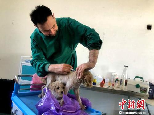 图为詹姆斯为小狗接种疫苗?！∠挠?摄