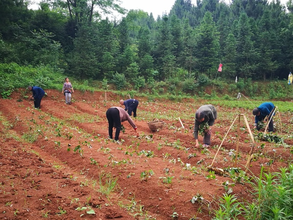 B20190604001-zx7 B20190604001-zx7